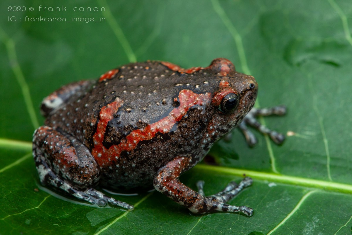 Uperodon taprobanicus Parker, 1934